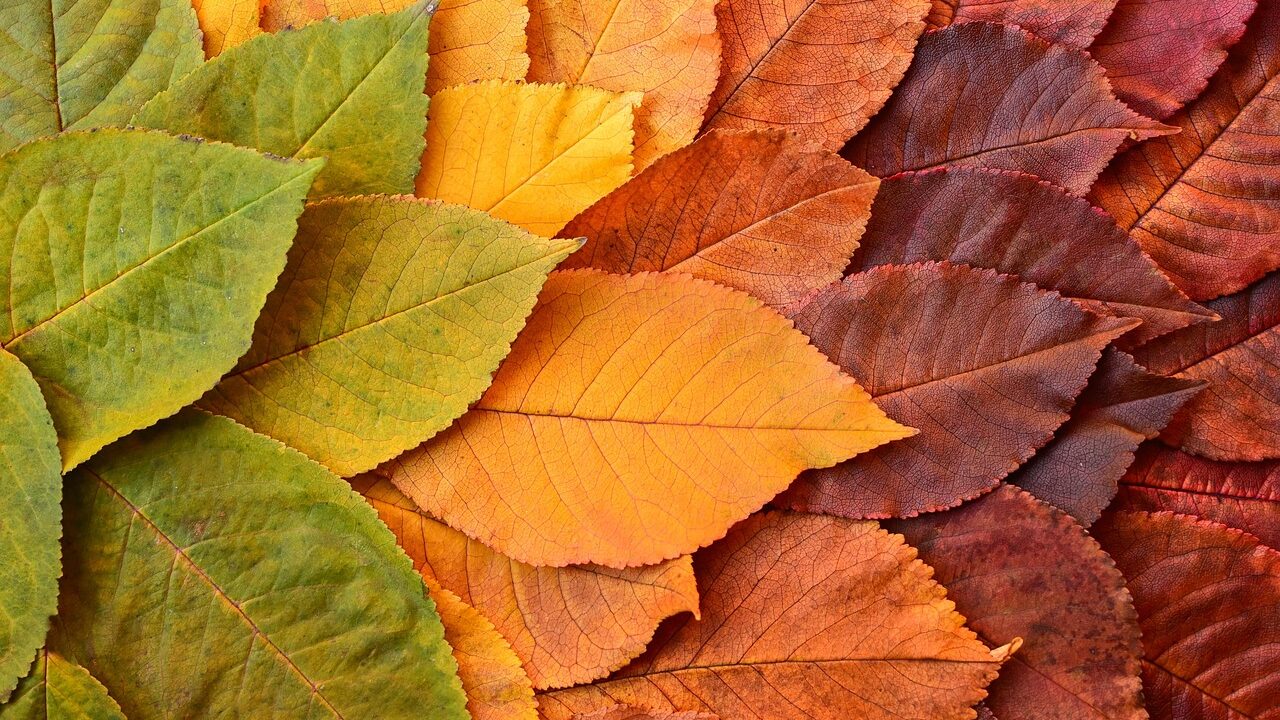 leaves, beautiful wallpaper, 4k wallpaper, wallpaper hd, foliage, autumn, transformation, full hd wallpaper, mac wallpaper, cherry tree, windows wallpaper, laptop wallpaper, cool backgrounds, colorful, free background, hd wallpaper, 4k wallpaper 1920x1080, background, free wallpaper, wallpaper 4k, desktop backgrounds, nature